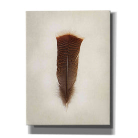 'Feather III' by Debra Van Swearingen, Canvas Wall Art,12x16x1.1x0,20x24x1.1x0,26x30x1.74x0,40x54x1.74x0
