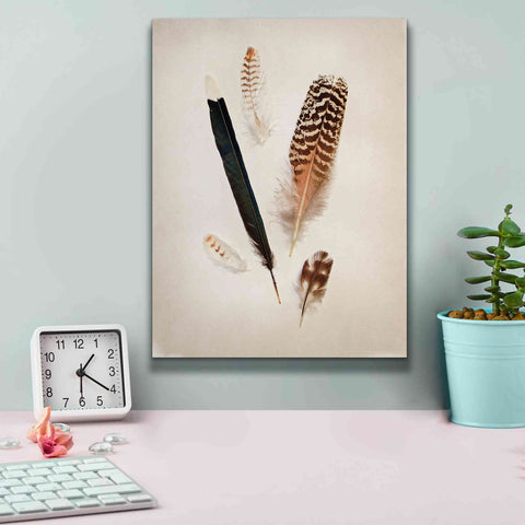 Image of 'Feather Group II' by Debra Van Swearingen, Canvas Wall Art,12 x 16
