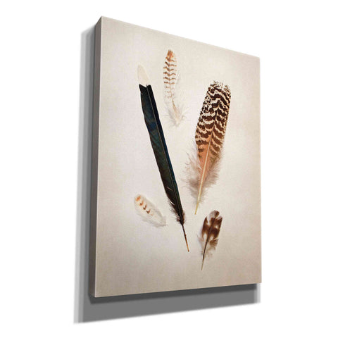 Image of 'Feather Group II' by Debra Van Swearingen, Canvas Wall Art,12x16x1.1x0,20x24x1.1x0,26x30x1.74x0,40x54x1.74x0