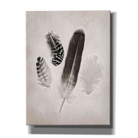 'Feather Group I B&W' by Debra Van Swearingen, Canvas Wall Art,12x16x1.1x0,20x24x1.1x0,26x30x1.74x0,40x54x1.74x0