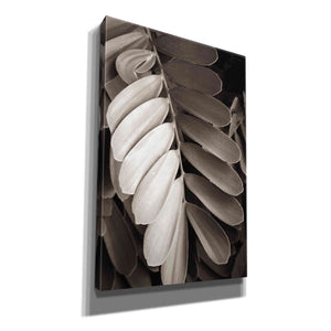 'Tropical Plant I' by Debra Van Swearingen, Canvas Wall Art,12x18x1.1x0,18x26x1.1x0,26x40x1.74x0,40x60x1.74x0