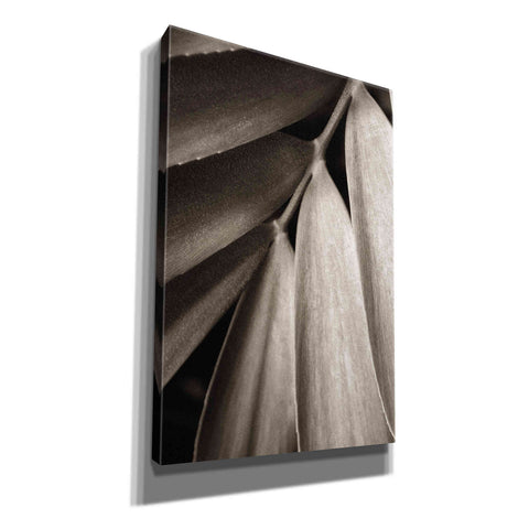Image of 'Tropical Plant II' by Debra Van Swearingen, Canvas Wall Art,12x18x1.1x0,18x26x1.1x0,26x40x1.74x0,40x60x1.74x0