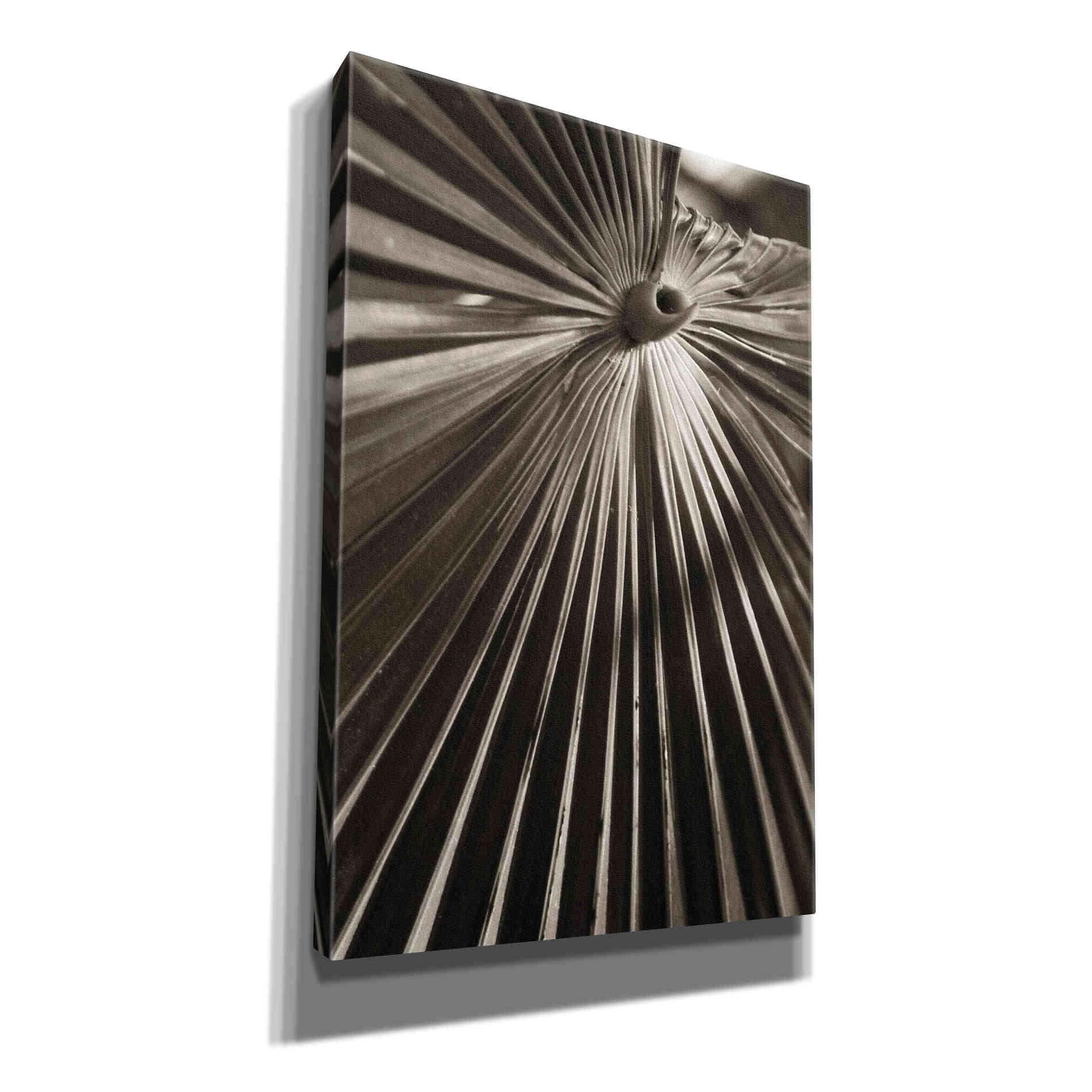 'Palm Frond 1' by Debra Van Swearingen, Canvas Wall Art,12x18x1.1x0,18x26x1.1x0,26x40x1.74x0,40x60x1.74x0