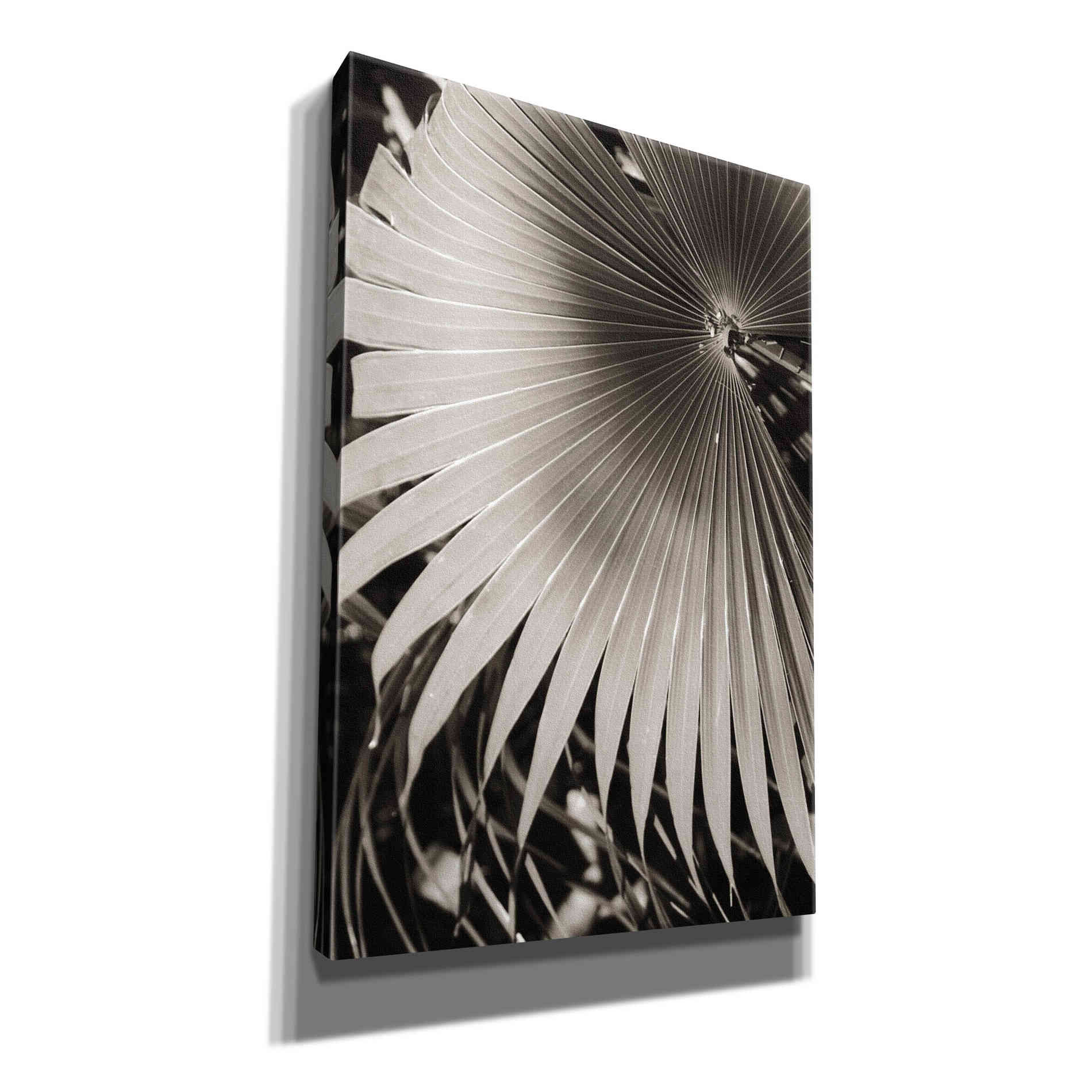 'Palm Frond 2' by Debra Van Swearingen, Canvas Wall Art,12x18x1.1x0,18x26x1.1x0,26x40x1.74x0,40x60x1.74x0