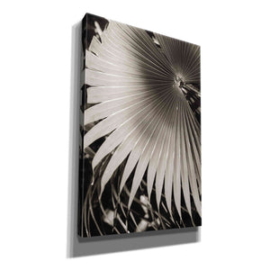 'Palm Frond 2' by Debra Van Swearingen, Canvas Wall Art,12x18x1.1x0,18x26x1.1x0,26x40x1.74x0,40x60x1.74x0