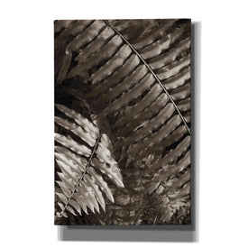'Fern I' by Debra Van Swearingen, Canvas Wall Art,12x18x1.1x0,18x26x1.1x0,26x40x1.74x0,40x60x1.74x0