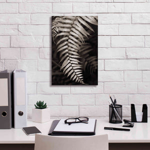 'Fern II' by Debra Van Swearingen, Canvas Wall Art,12 x 18