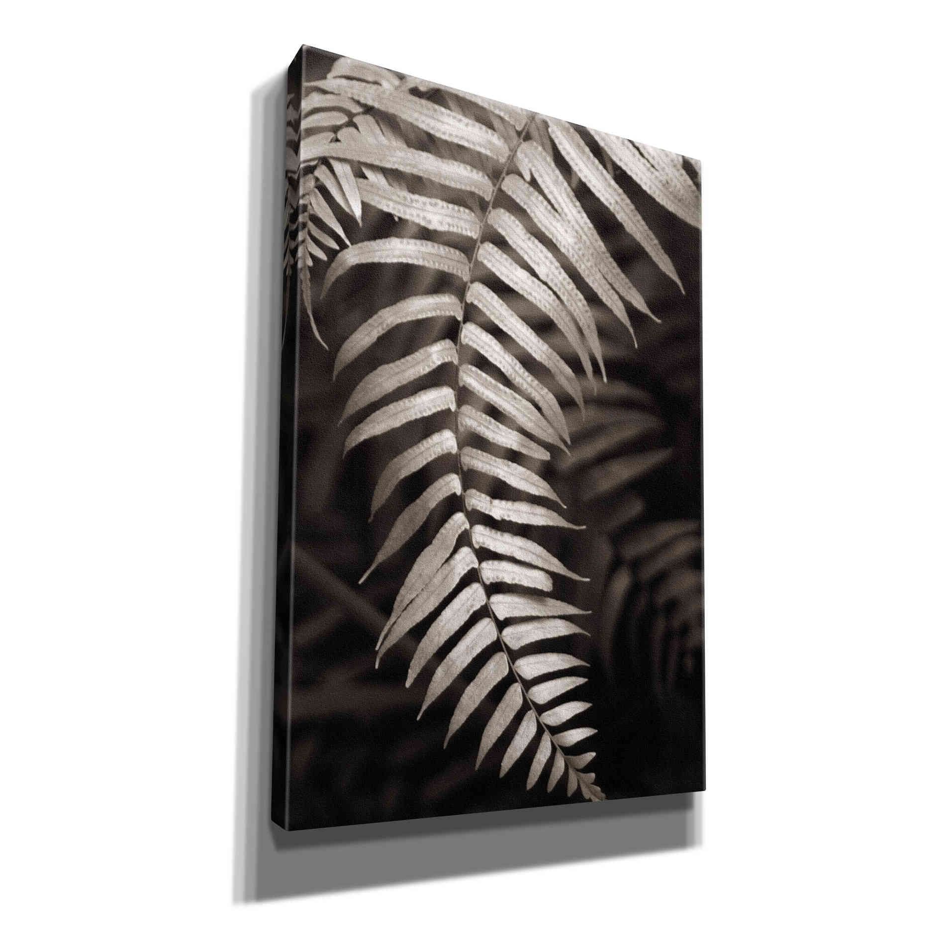 'Fern II' by Debra Van Swearingen, Canvas Wall Art,12x18x1.1x0,18x26x1.1x0,26x40x1.74x0,40x60x1.74x0