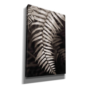 'Fern II' by Debra Van Swearingen, Canvas Wall Art,12x18x1.1x0,18x26x1.1x0,26x40x1.74x0,40x60x1.74x0