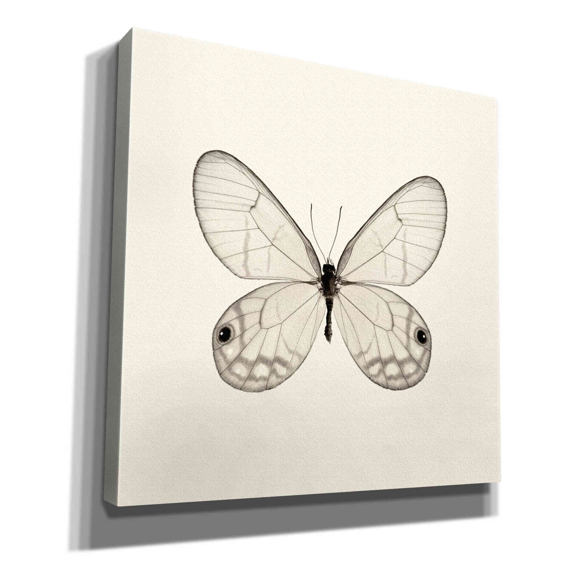 'Butterfly I B&W' by Debra Van Swearingen, Canvas Wall Art,12x12x1.1x0,18x18x1.1x0,26x26x1.74x0,37x37x1.74x0
