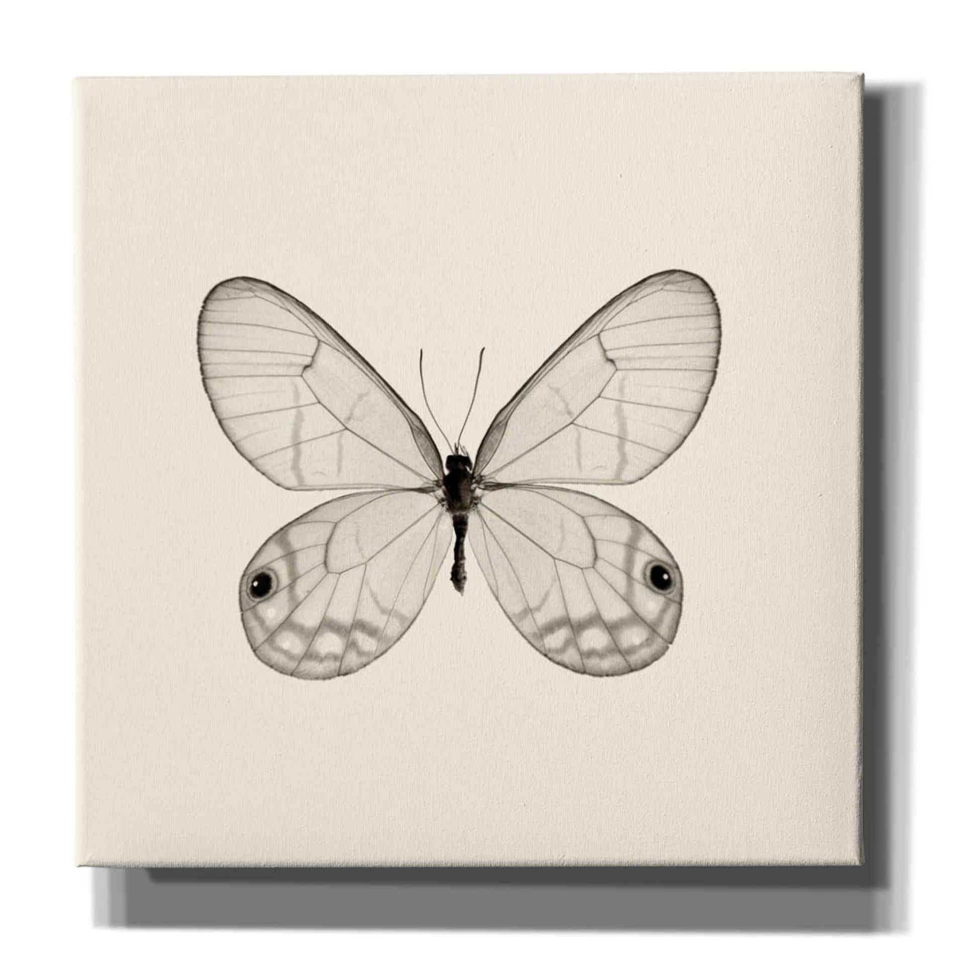 'Butterfly I B&W' by Debra Van Swearingen, Canvas Wall Art,12x12x1.1x0,18x18x1.1x0,26x26x1.74x0,37x37x1.74x0