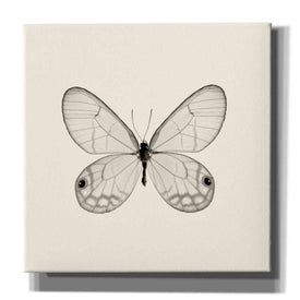 'Butterfly I B&W' by Debra Van Swearingen, Canvas Wall Art,12x12x1.1x0,18x18x1.1x0,26x26x1.74x0,37x37x1.74x0