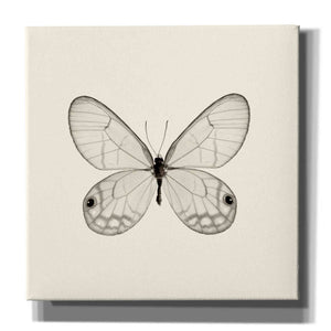 'Butterfly I B&W' by Debra Van Swearingen, Canvas Wall Art,12x12x1.1x0,18x18x1.1x0,26x26x1.74x0,37x37x1.74x0