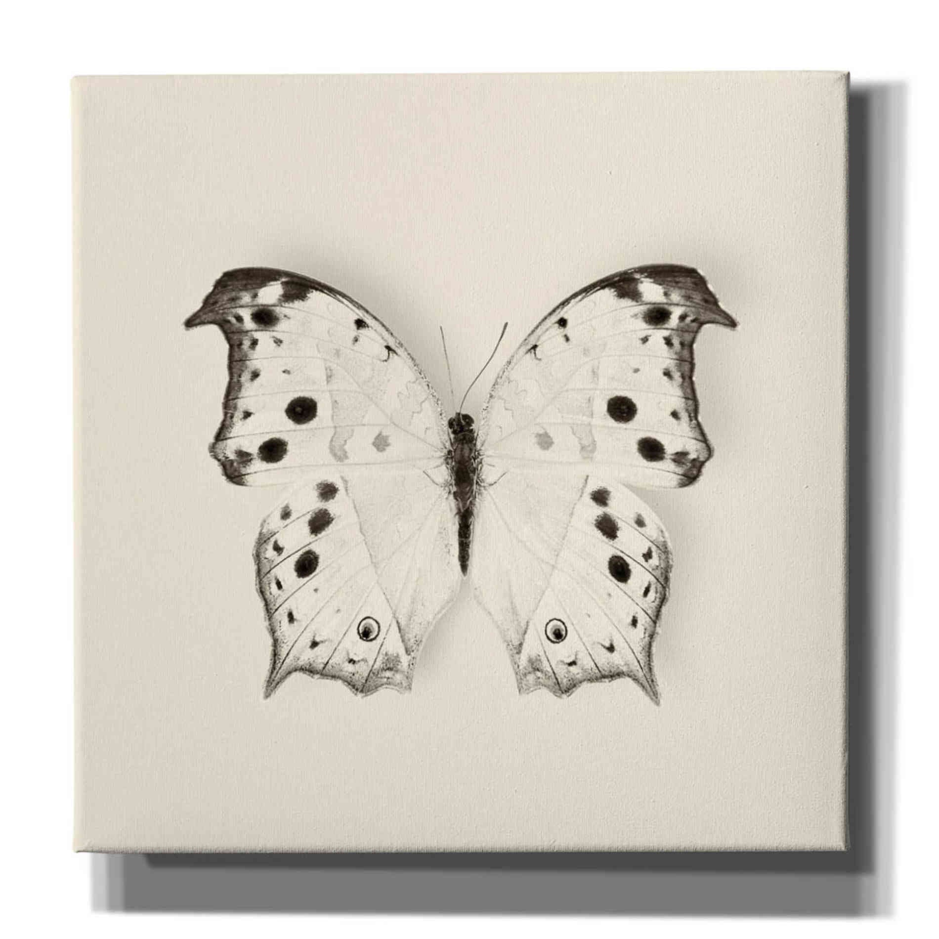 'Butterfly IV B&W' by Debra Van Swearingen, Canvas Wall Art,12x12x1.1x0,18x18x1.1x0,26x26x1.74x0,37x37x1.74x0