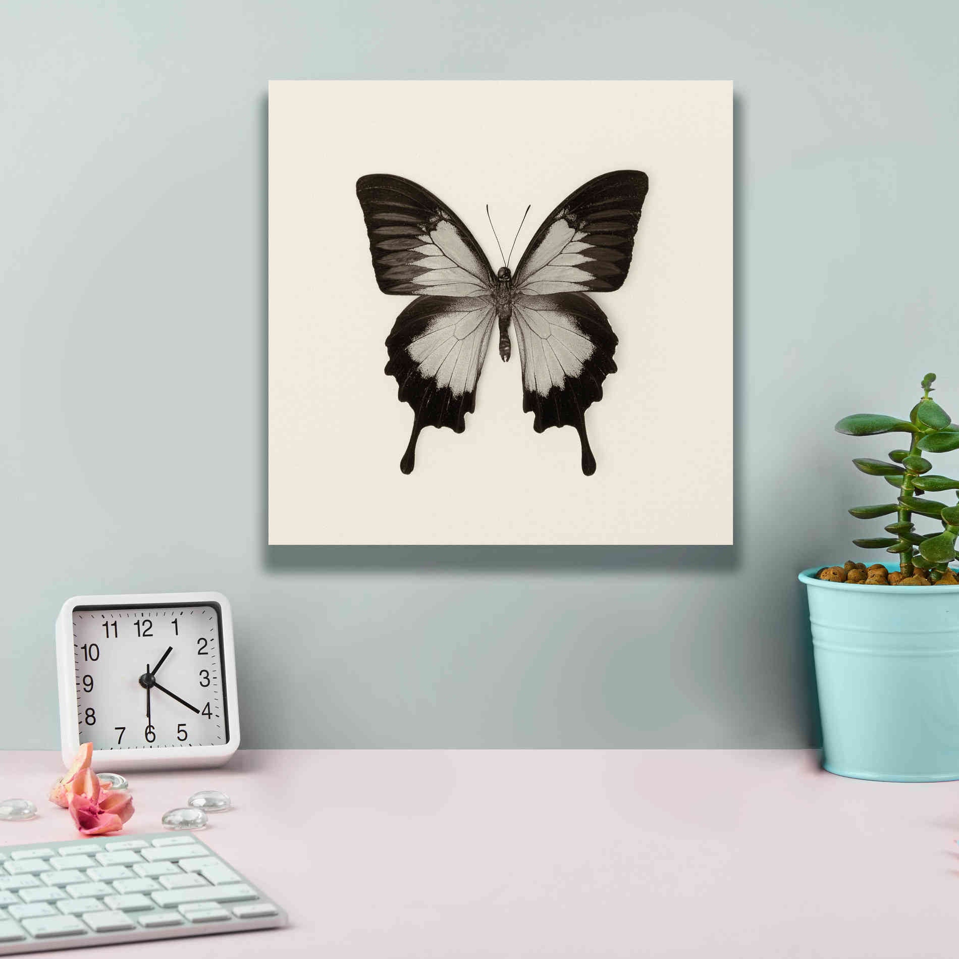 'Butterfly III B&W' by Debra Van Swearingen, Canvas Wall Art,12 x 12