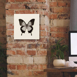 'Butterfly III B&W' by Debra Van Swearingen, Canvas Wall Art,12 x 12