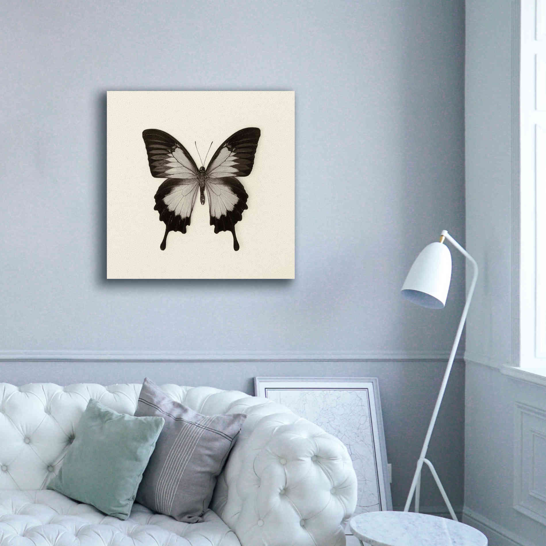 'Butterfly III B&W' by Debra Van Swearingen, Canvas Wall Art,37 x 37
