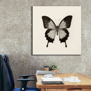 'Butterfly III B&W' by Debra Van Swearingen, Canvas Wall Art,37 x 37