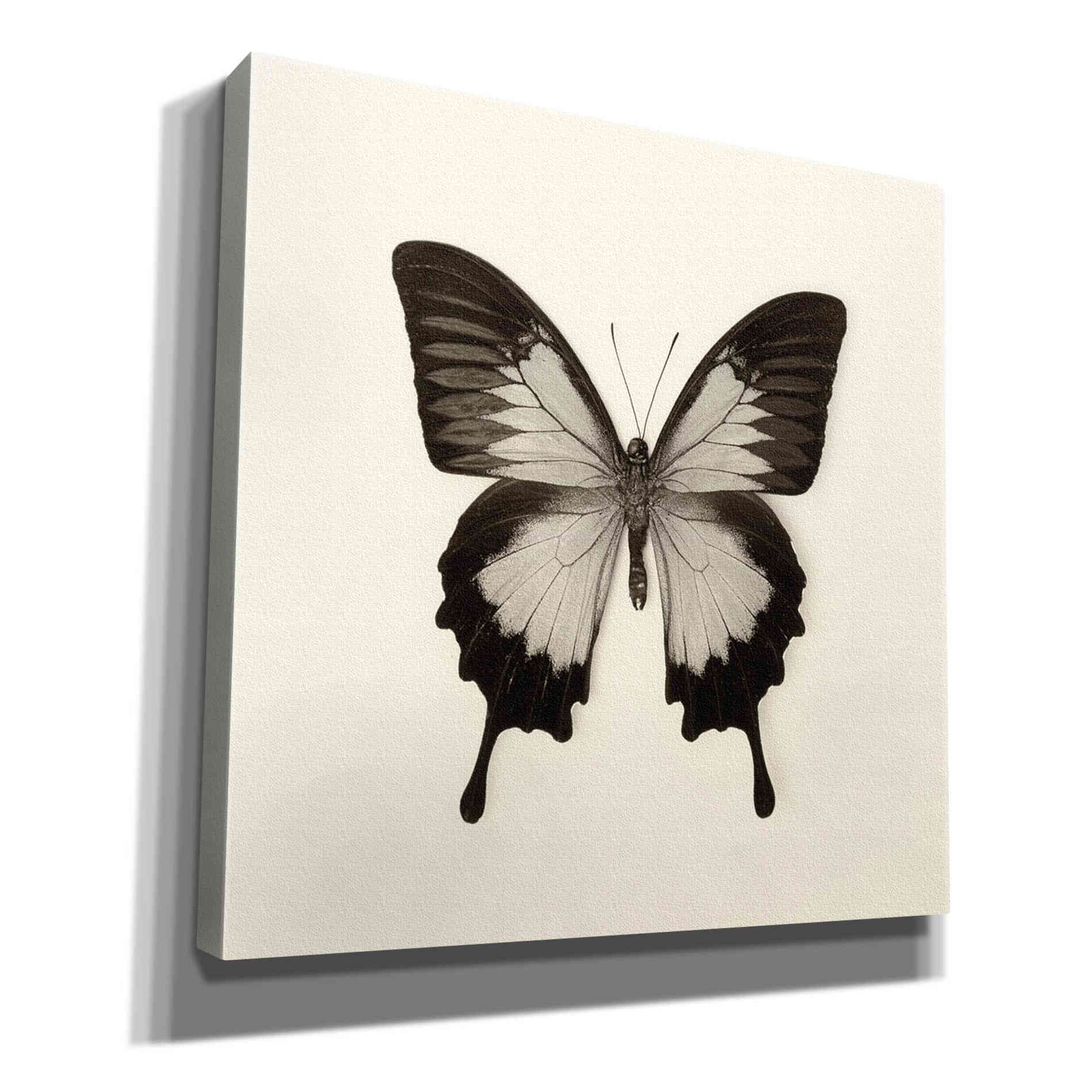 'Butterfly III B&W' by Debra Van Swearingen, Canvas Wall Art,12x12x1.1x0,18x18x1.1x0,26x26x1.74x0,37x37x1.74x0