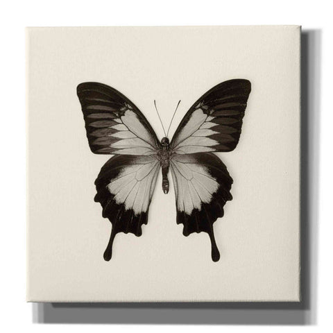 Image of 'Butterfly III B&W' by Debra Van Swearingen, Canvas Wall Art,12x12x1.1x0,18x18x1.1x0,26x26x1.74x0,37x37x1.74x0