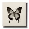 'Butterfly III B&W' by Debra Van Swearingen, Canvas Wall Art,12x12x1.1x0,18x18x1.1x0,26x26x1.74x0,37x37x1.74x0
