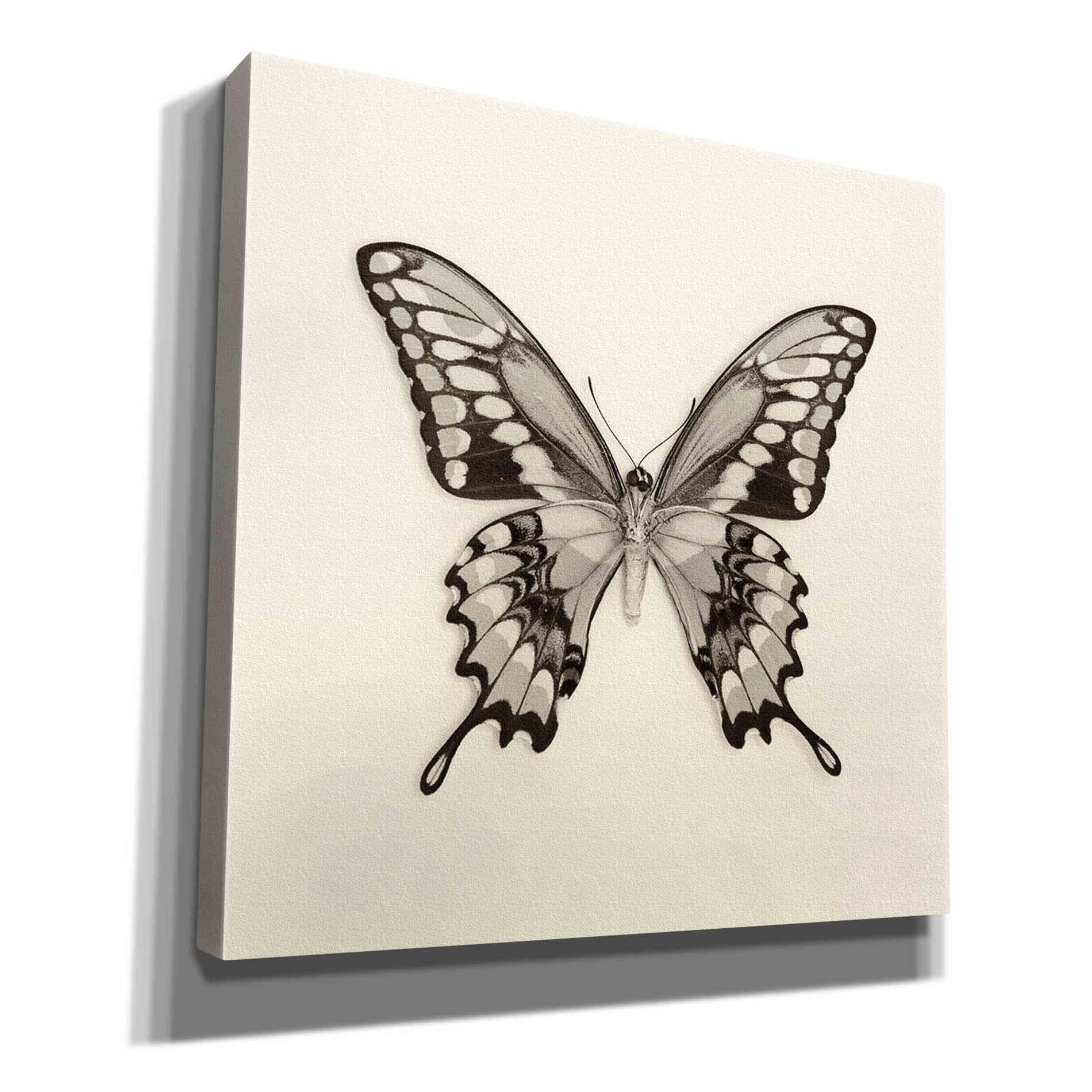 'Butterfly VI B&W' by Debra Van Swearingen, Canvas Wall Art,12x12x1.1x0,18x18x1.1x0,26x26x1.74x0,37x37x1.74x0
