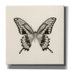 'Butterfly VI B&W' by Debra Van Swearingen, Canvas Wall Art,12x12x1.1x0,18x18x1.1x0,26x26x1.74x0,37x37x1.74x0
