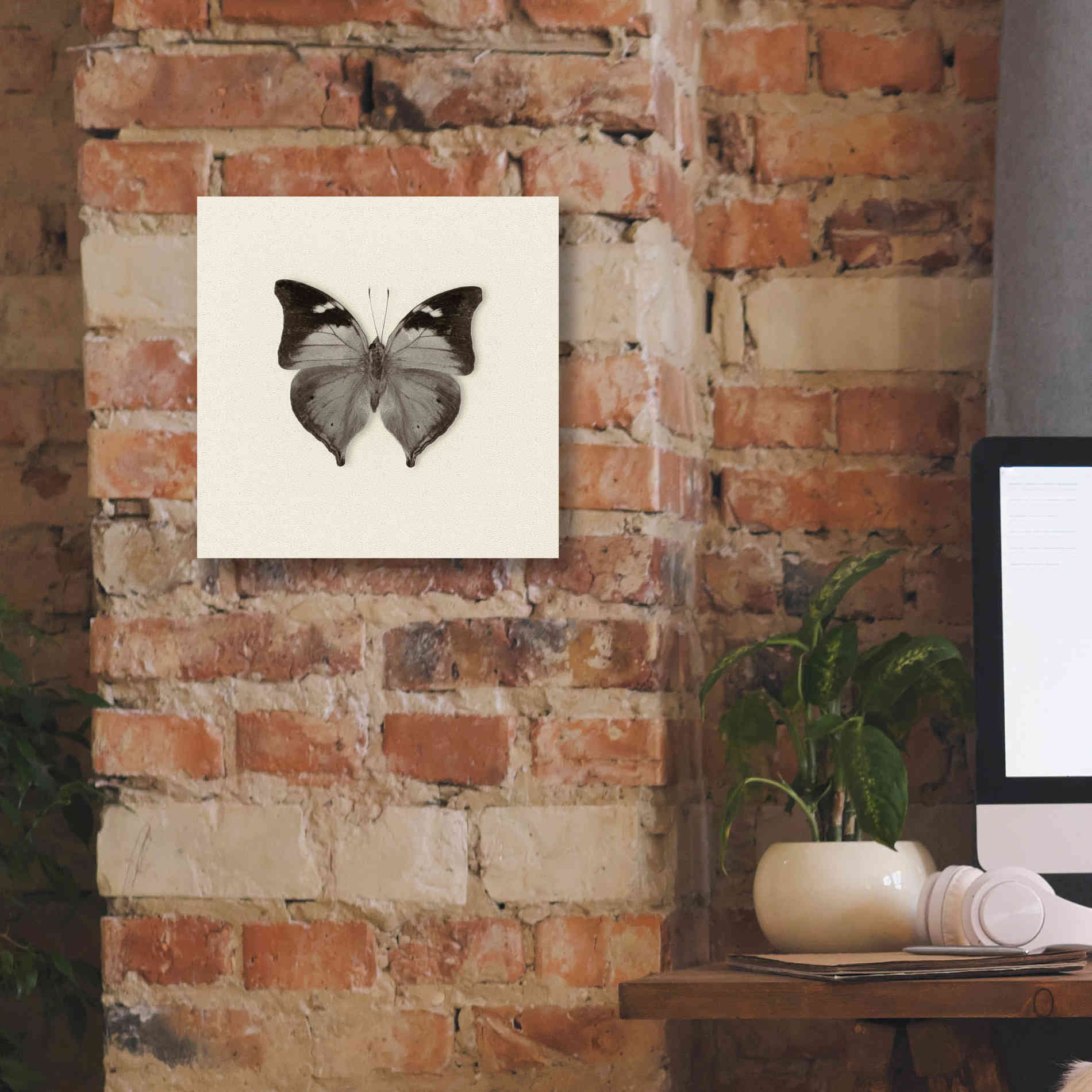 'Butterfly VII B&W' by Debra Van Swearingen, Canvas Wall Art,12 x 12