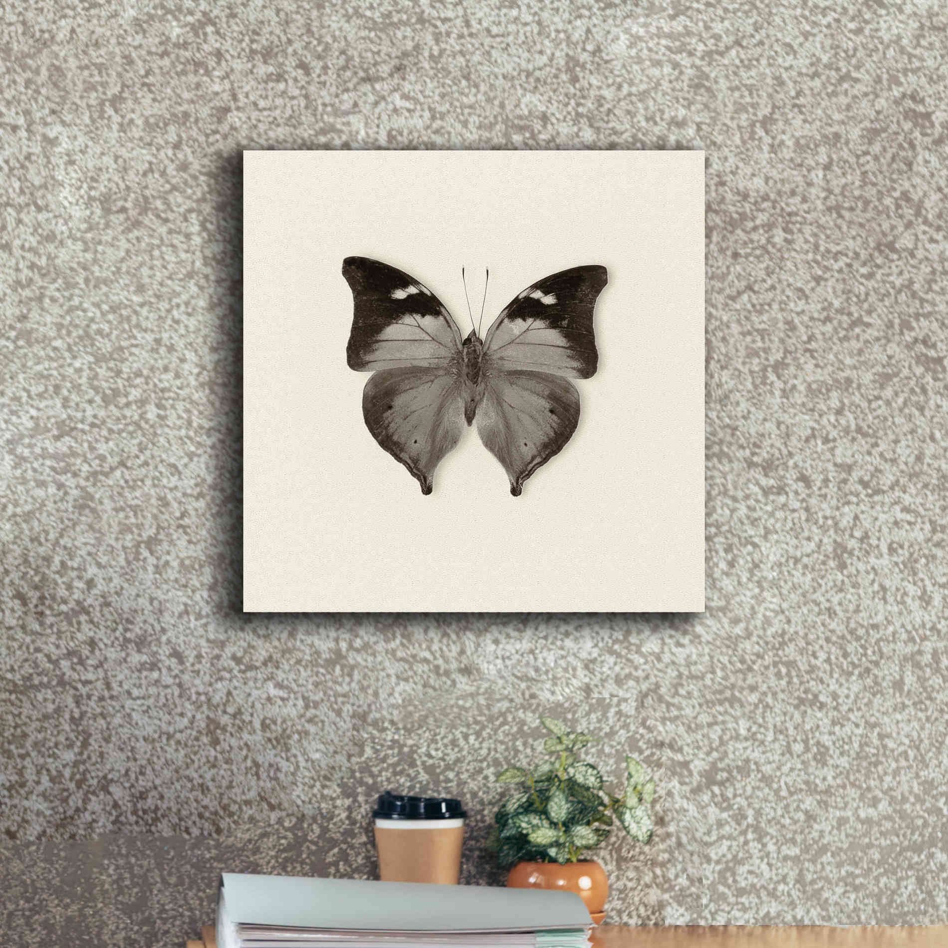 'Butterfly VII B&W' by Debra Van Swearingen, Canvas Wall Art,18 x 18