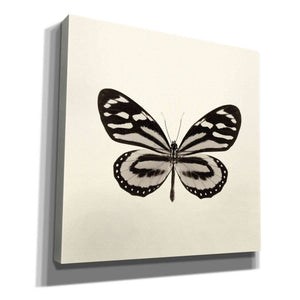 'Butterfly VIII B&W' by Debra Van Swearingen, Canvas Wall Art,12x12x1.1x0,18x18x1.1x0,26x26x1.74x0,37x37x1.74x0