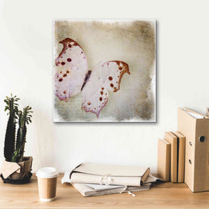 'Floating Butterfly II' by Debra Van Swearingen, Canvas Wall Art,18 x 18