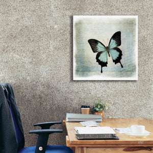 'Floating Butterfly III' by Debra Van Swearingen, Canvas Wall Art,26 x 26