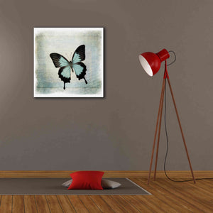 'Floating Butterfly III' by Debra Van Swearingen, Canvas Wall Art,26 x 26