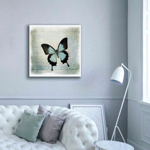 'Floating Butterfly III' by Debra Van Swearingen, Canvas Wall Art,37 x 37