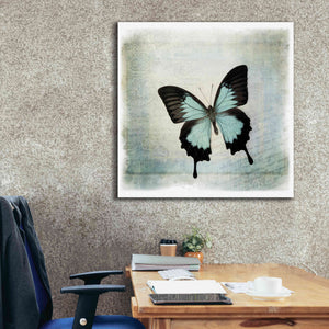'Floating Butterfly III' by Debra Van Swearingen, Canvas Wall Art,37 x 37