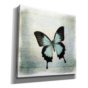 'Floating Butterfly III' by Debra Van Swearingen, Canvas Wall Art,12x12x1.1x0,18x18x1.1x0,26x26x1.74x0,37x37x1.74x0