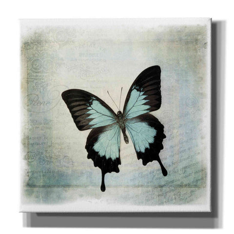 Image of 'Floating Butterfly III' by Debra Van Swearingen, Canvas Wall Art,12x12x1.1x0,18x18x1.1x0,26x26x1.74x0,37x37x1.74x0