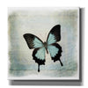 'Floating Butterfly III' by Debra Van Swearingen, Canvas Wall Art,12x12x1.1x0,18x18x1.1x0,26x26x1.74x0,37x37x1.74x0
