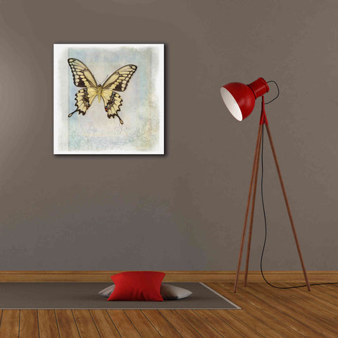 Image of 'Floating Butterfly V' by Debra Van Swearingen, Canvas Wall Art,26 x 26