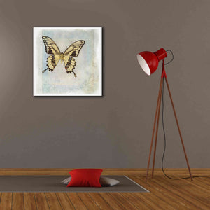 'Floating Butterfly V' by Debra Van Swearingen, Canvas Wall Art,26 x 26
