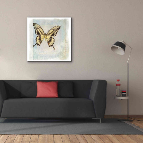 Image of 'Floating Butterfly V' by Debra Van Swearingen, Canvas Wall Art,37 x 37