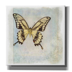 'Floating Butterfly V' by Debra Van Swearingen, Canvas Wall Art,12x12x1.1x0,18x18x1.1x0,26x26x1.74x0,37x37x1.74x0