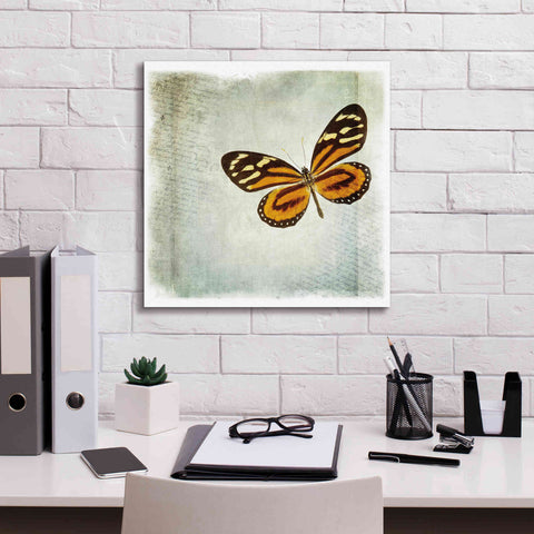 Image of 'Floating Butterfly VI' by Debra Van Swearingen, Canvas Wall Art,18 x 18