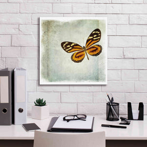 'Floating Butterfly VI' by Debra Van Swearingen, Canvas Wall Art,18 x 18