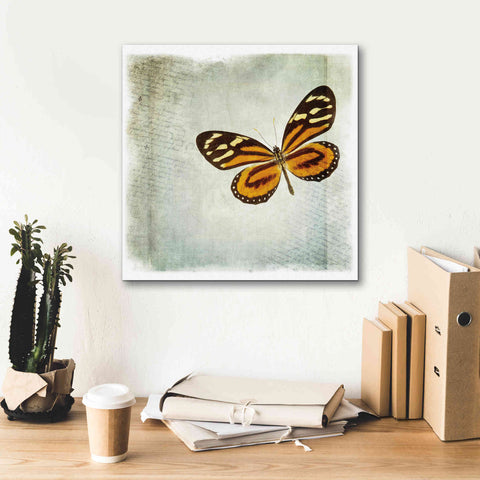 Image of 'Floating Butterfly VI' by Debra Van Swearingen, Canvas Wall Art,18 x 18