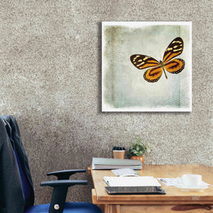'Floating Butterfly VI' by Debra Van Swearingen, Canvas Wall Art,26 x 26