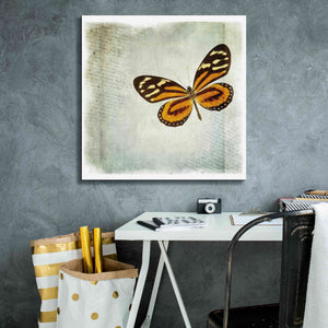 'Floating Butterfly VI' by Debra Van Swearingen, Canvas Wall Art,26 x 26