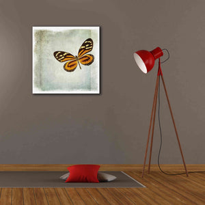 'Floating Butterfly VI' by Debra Van Swearingen, Canvas Wall Art,26 x 26