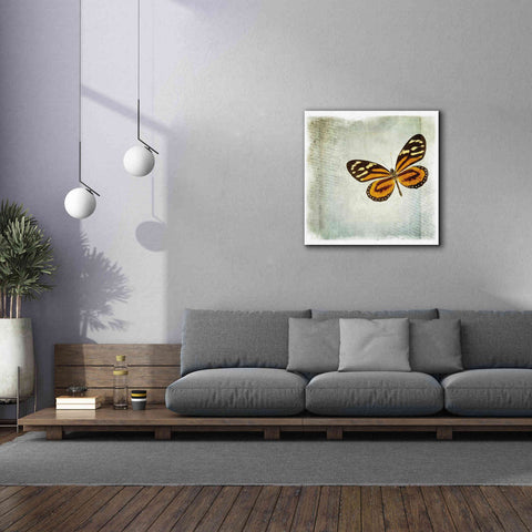 Image of 'Floating Butterfly VI' by Debra Van Swearingen, Canvas Wall Art,37 x 37