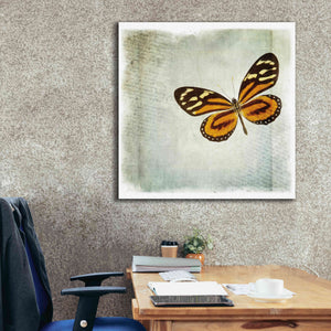 'Floating Butterfly VI' by Debra Van Swearingen, Canvas Wall Art,37 x 37